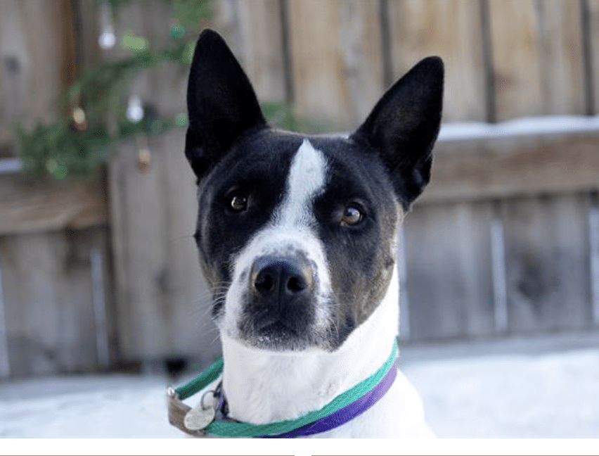 Headshot of Tony, a very beautiful black and white, mid-sized dog available for adoption through Dumb Friends League in Denver. His breed is listed as non-specific.